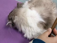 -嘉馨宠物医院·CT影像转诊·心脏科·犬猫全科诊疗中心(下沙大学城院区)