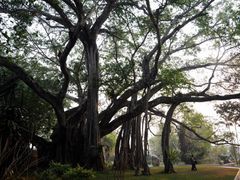 -瑞丽独树成林风景区