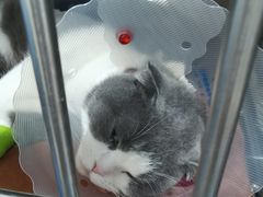 -佑安动物医院·全科·内窥镜中心(幸福巷店)