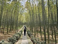 -大奇山国家森林公园