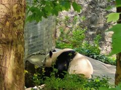 -都江堰中华大熊猫苑