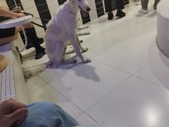 -JW德国冻酸奶Frozen Yogurt(龙湖成都滨江天街店)