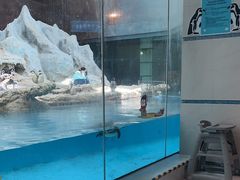 -帝企鹅自助餐厅•儿童岛•真企鹅(长隆企鹅酒店)