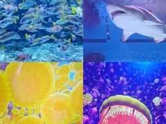 -海合安武汉极地海洋公园