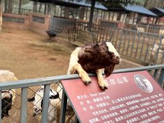 -沈阳森林动物园