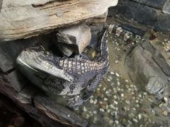 -上海大自然野生昆虫馆(东方明珠·爬宠昆虫探索中心)