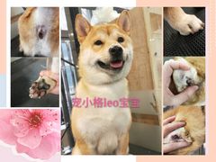 -宠小格时尚宠物生活馆(唐镇店)