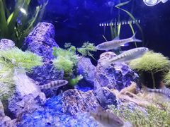 -欢乐海岸海洋奇梦馆