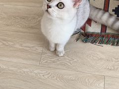 -飞行喵MR PILOT|猫舍·猫咖(静安大融城店)