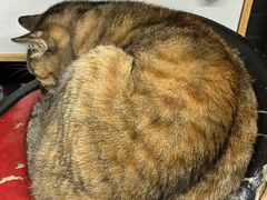 -协和菜馆(凤凰街店)