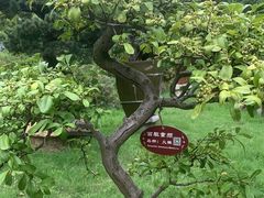 -上海醉白池公园