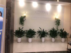 -碧莲盛·不剃发植发