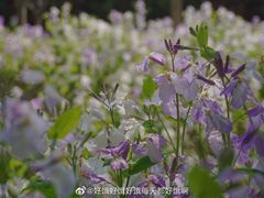 -将府公园