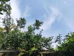 -喵屿·大理花园猫咖