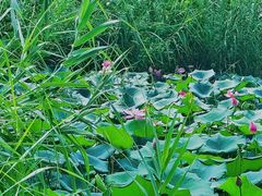 -梁鸿国家湿地公园