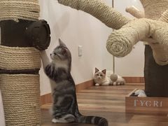 -袖虎·猫馆(体育西路店)