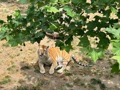 -西霞口神雕山野生动物世界