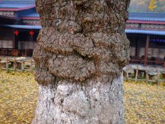 -千年银杏谷文化旅游区