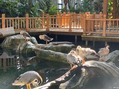 -南宫五洲植物乐园