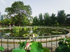 -莲花池公园