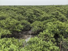 -北海金海湾红树林生态旅游区