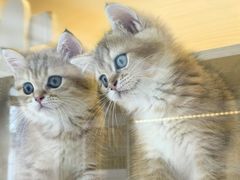 -柚子猫舍·精品猫舍购猫·猫咪认养·购宠·宠物店