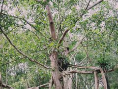 -中国科学院西双版纳热带植物园