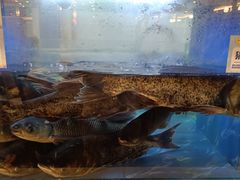 -围龙屋客家食府(福田店)