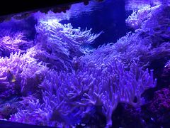-凯莉-塔尔敦海洋生物水族馆
