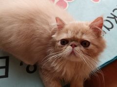 -猫大福·Fortune Cat猫舍(百子湾店)