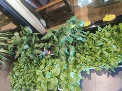-丁老爷子苏香圆