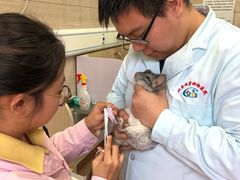 -北京观赏动物医院·24小时大型综合·猫专科·异宠专科
