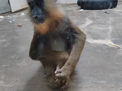 -西安秦岭野生动物园