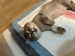 -恒幸动物医院·急重症转诊中心·神经内外科·CT核磁
