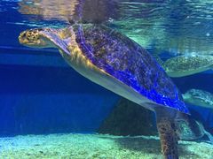 -成都浩海立方海洋公园