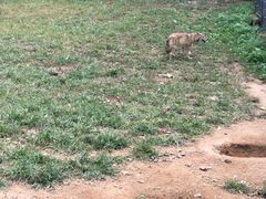 -大连森林动物园