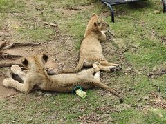 -西霞口神雕山野生动物世界