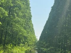 -黄海国家森林公园