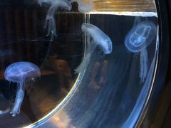 -鹿儿岛水族馆