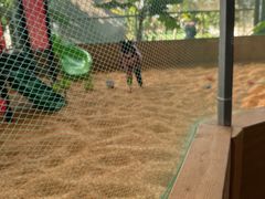 -麻涌飞鸭开心农场
