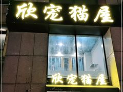 -欣宠猫屋·矮脚拿破仑·蓝金金渐层