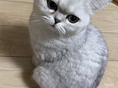 -伟伟宠物医院·瑞派猫友好医院·猫科(光谷店)