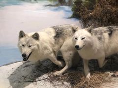 -北京麋鹿生态实验中心