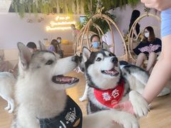 -Husky Go! 哈士奇体验馆·宠物咖啡厅狗咖