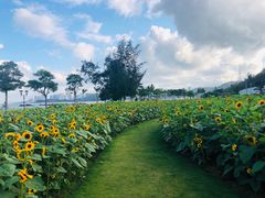 -野狸岛