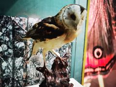 -国家自然博物馆