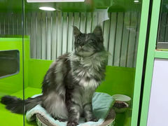 -唐小姐の猫狗洗护·购宠旗舰店(周浦万达店)