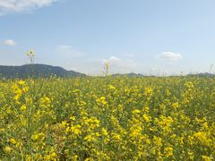 -光明小镇欢乐田园