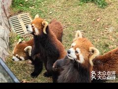 -灵玲国际马戏城