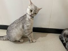 -共舞时光猫咖·狗咖(新街口店)